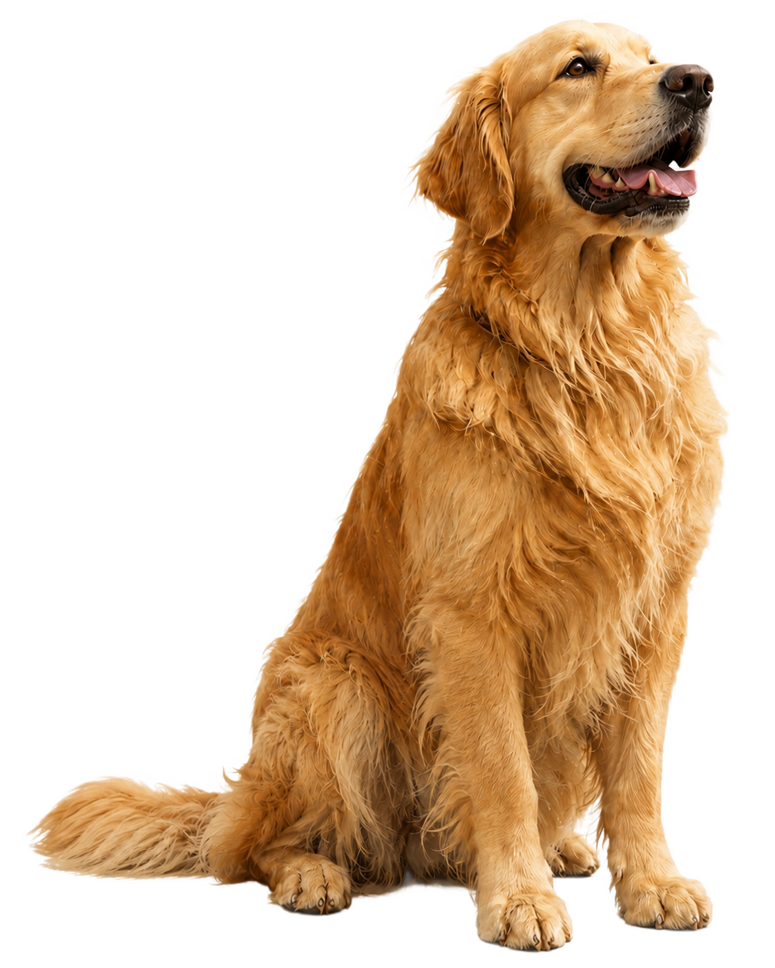 Real pet