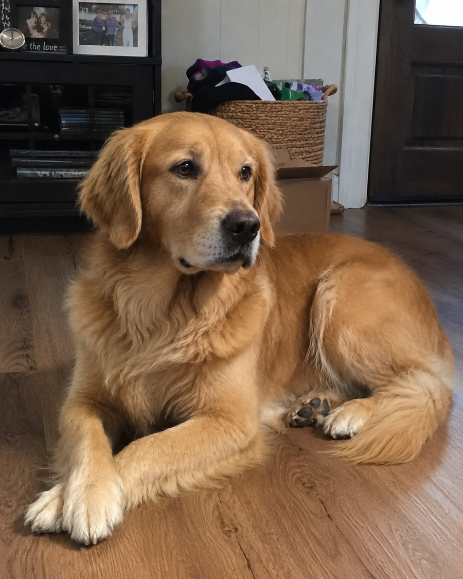 Pet photo